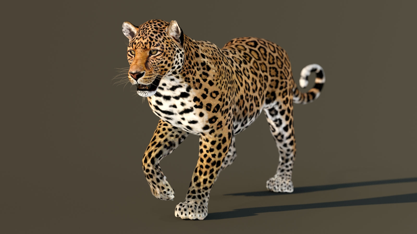 Leopard 3D Model Animated 360° view 2 frame 36