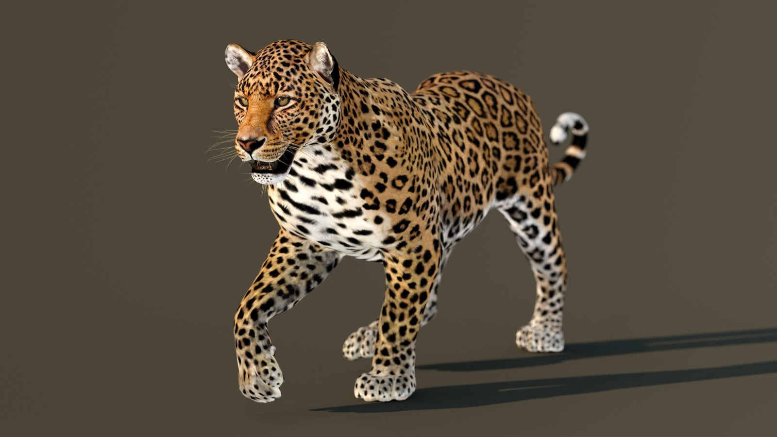 Leopard 3D Model Animated 360° view 2 frame 39