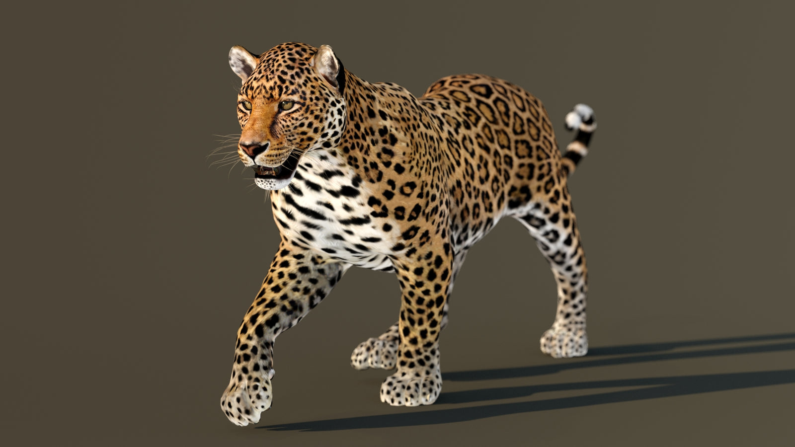 Leopard 3D Model Animated 360° view 2 frame 41