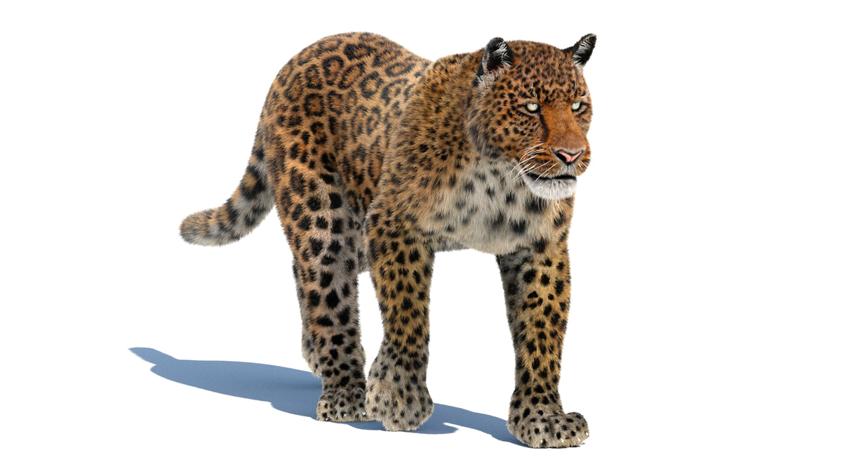 Leopard Animated Fur 3D Model - 360 Degree View