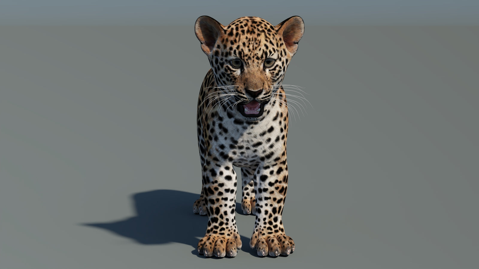 Rigged Leopard Cub 3D Model 360° view 2 frame 4