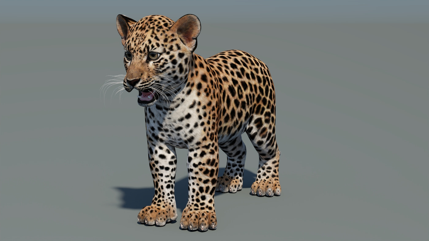 Animated Leopard Cub 3D Model - 360 Degree View