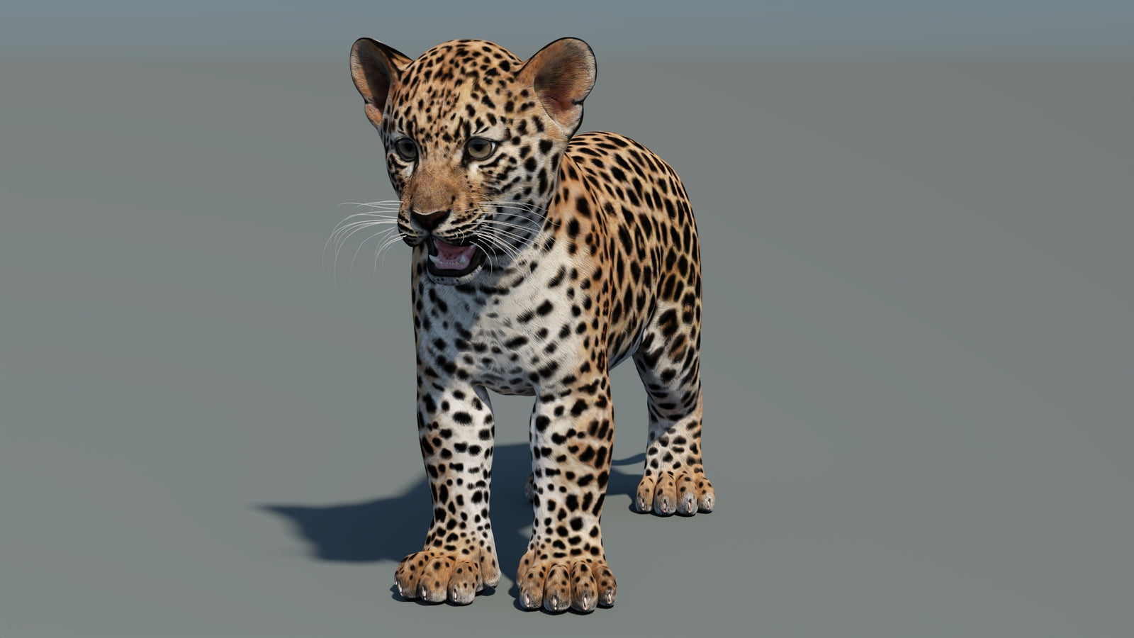 Leopard Cub 3D Model 360° view 1 frame 2