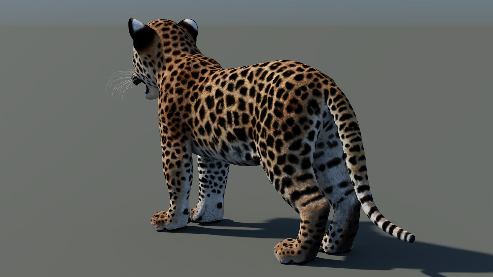 Rigged Leopard Cub 3D Model 360° view 2 frame 26