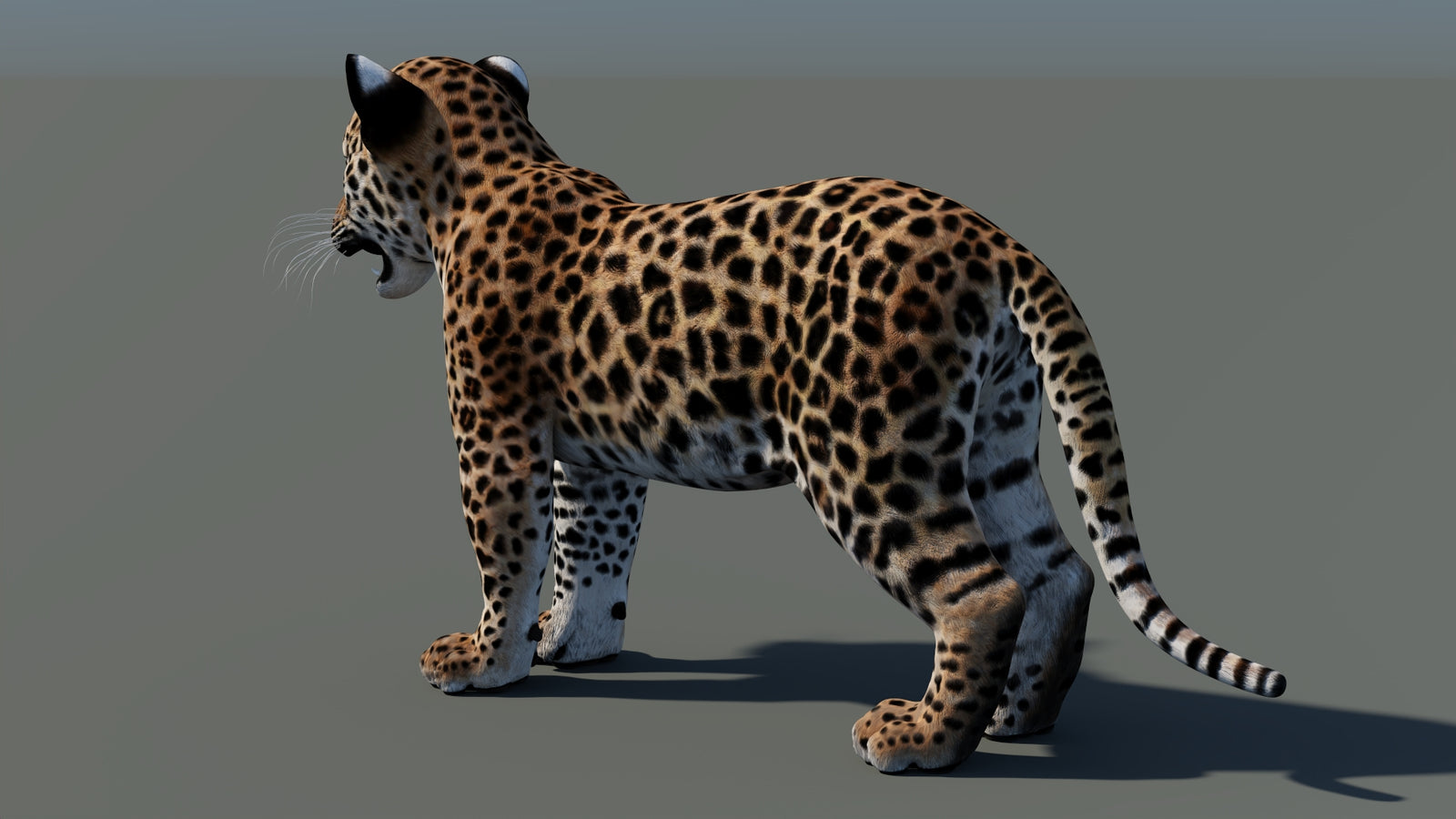 Rigged Leopard Cub 3D Model 360° view 2 frame 27