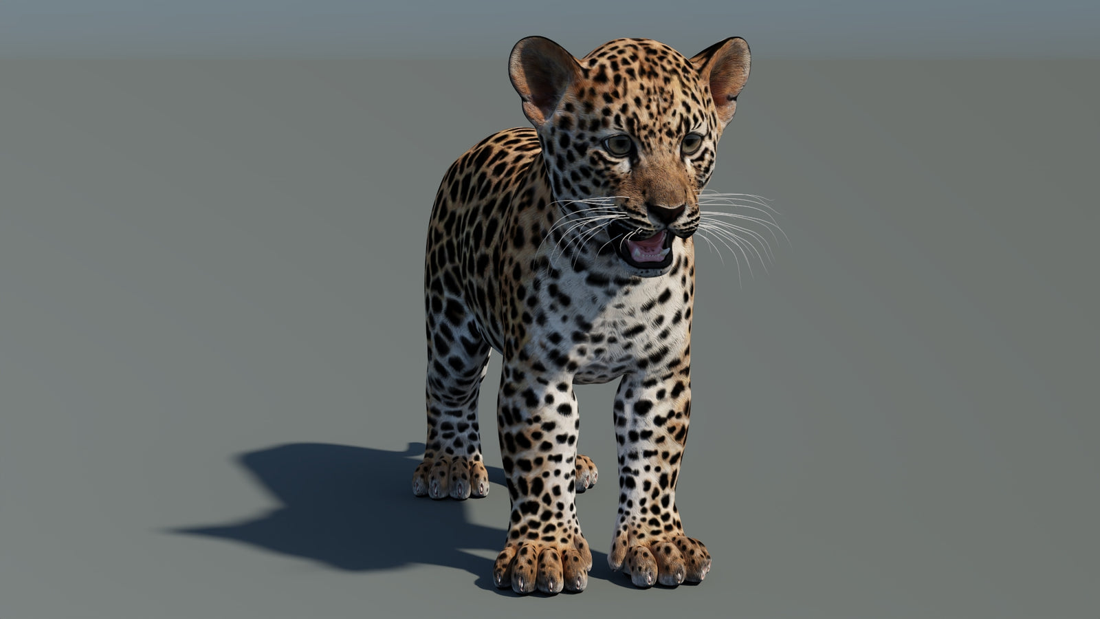 Leopard Cub 3D Model 360° view 1 frame 5
