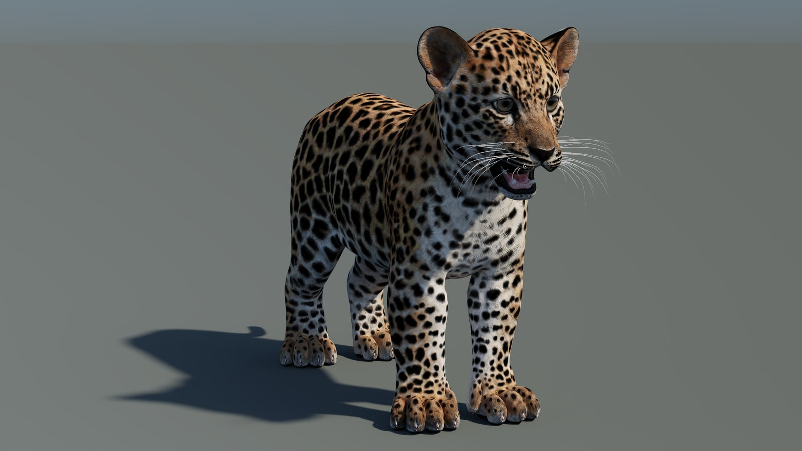 Leopard Cub 3D Model 360° view 1 frame 6