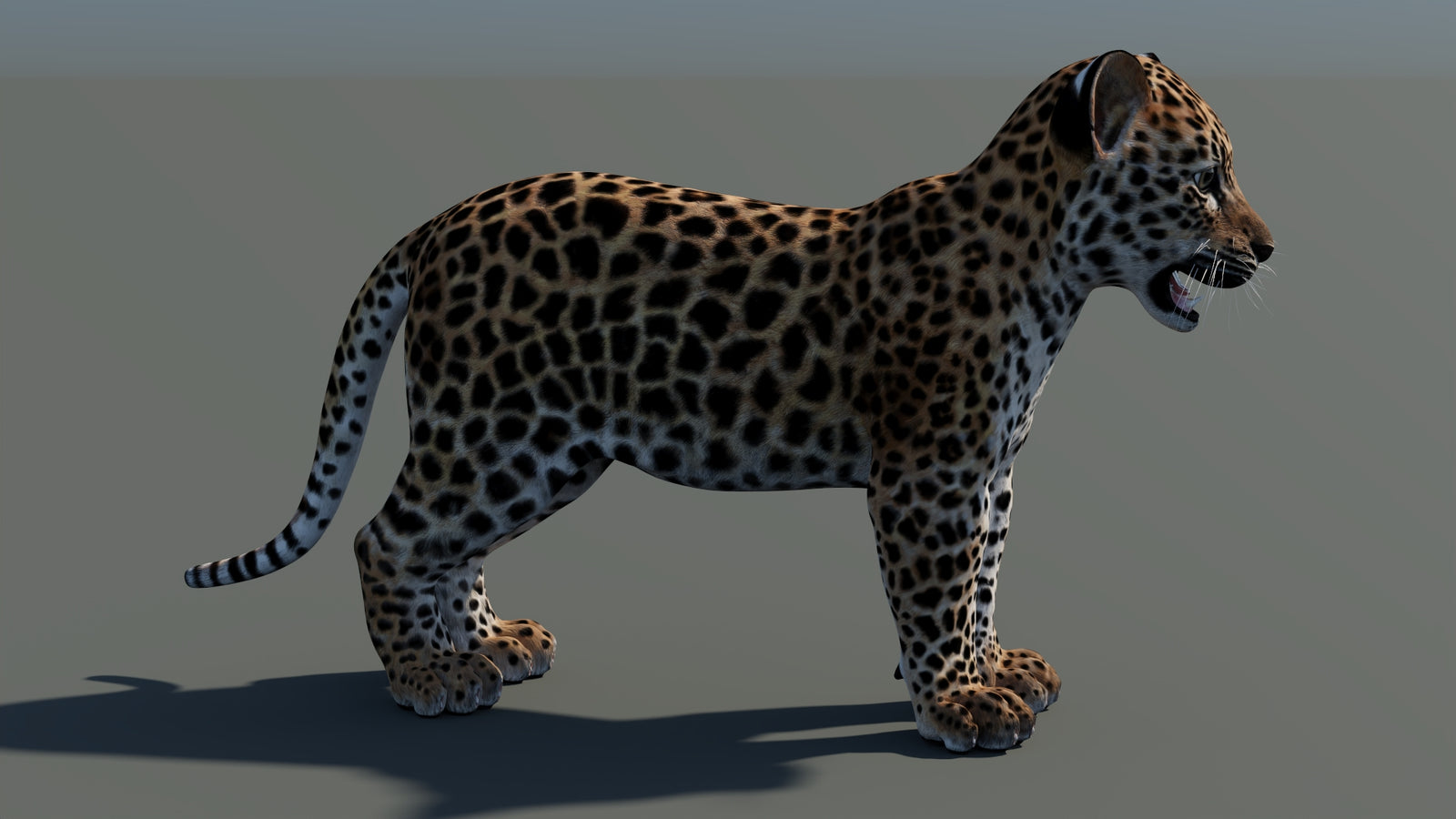 Leopard Cub 3D Model 360° view 1 frame 11