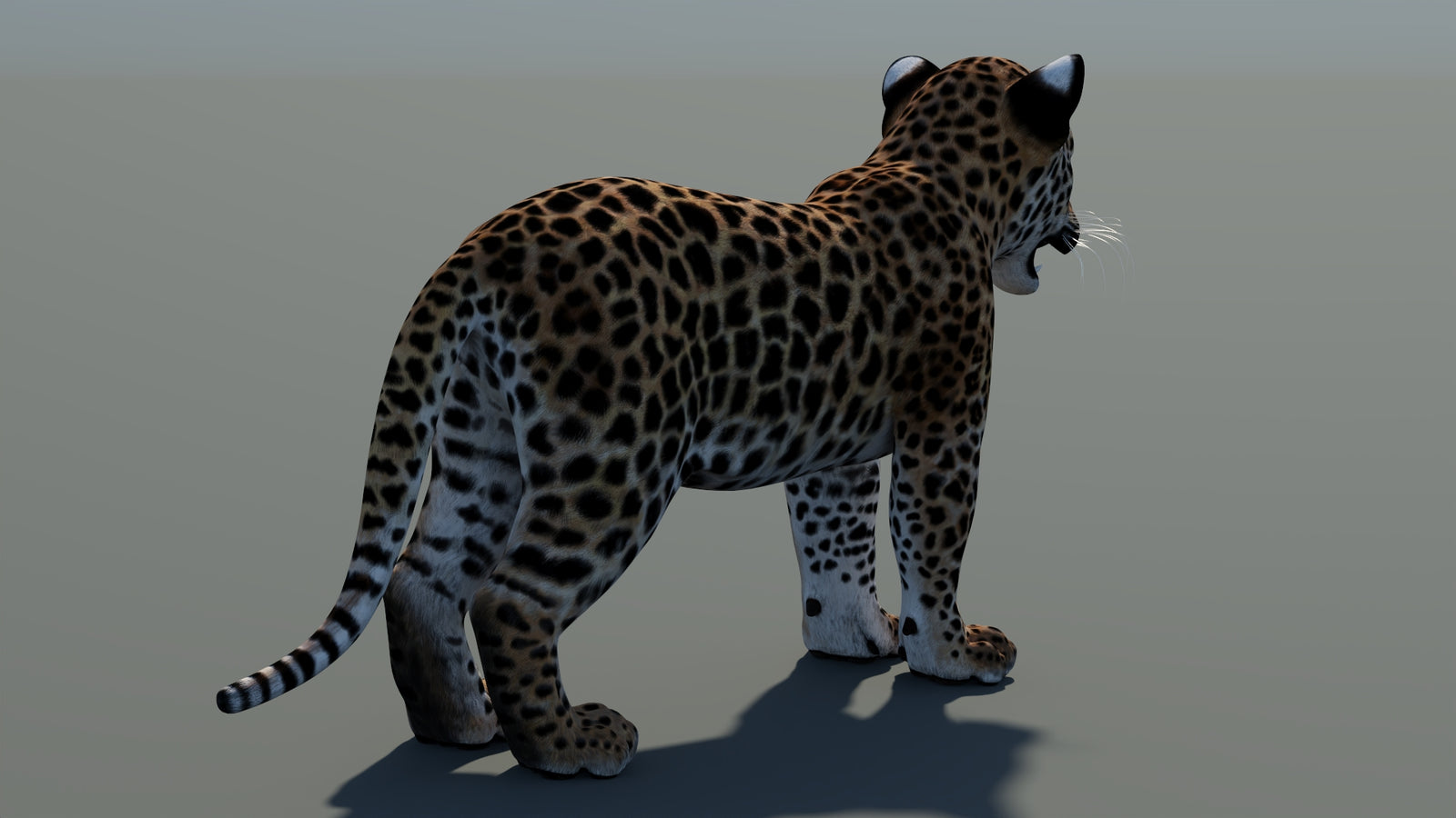 Animated Leopard Cub 3D Model 360° view 1 frame 17
