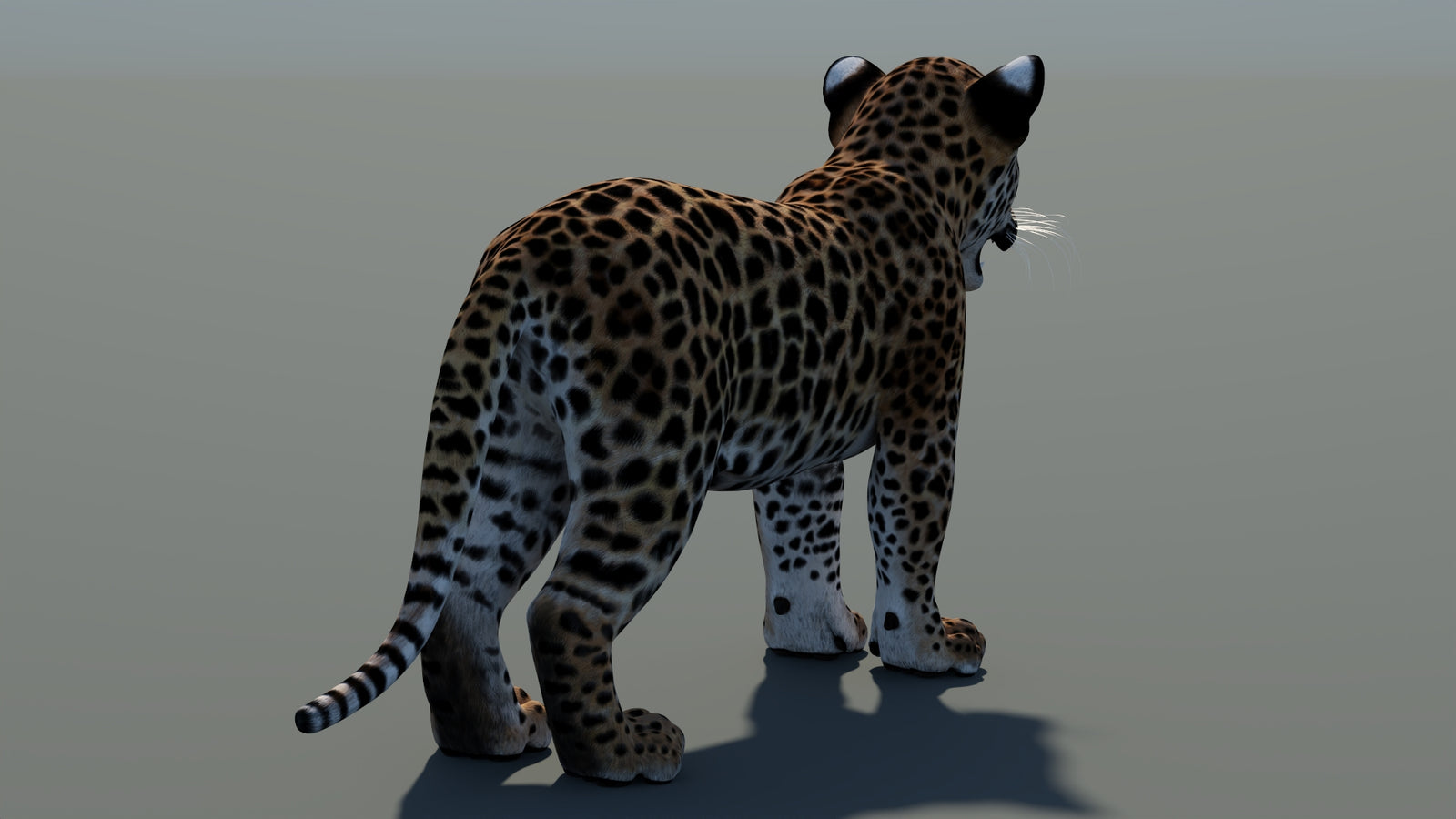 Animated Leopard Cub 3D Model 360° view 1 frame 18