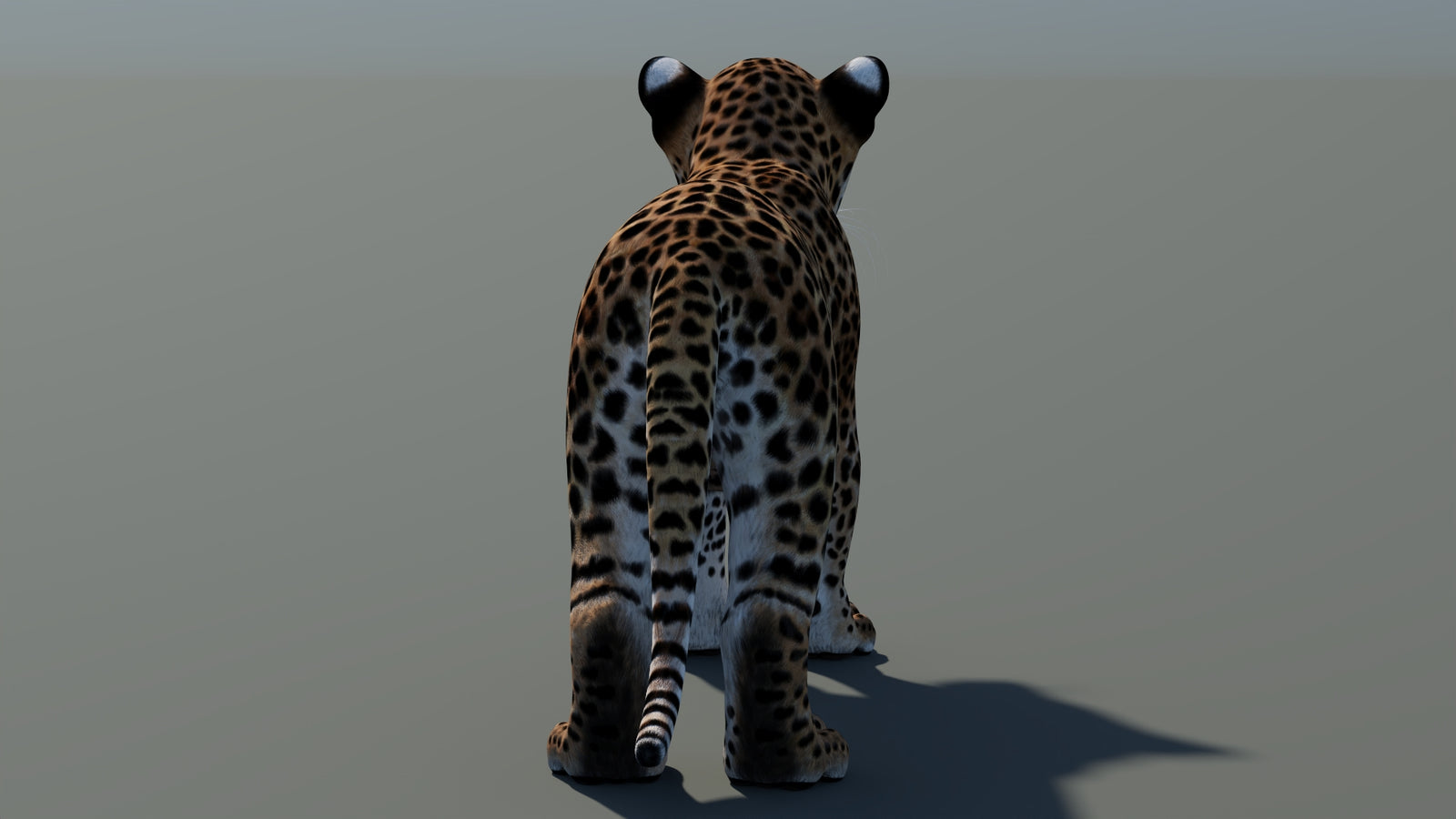 Leopard Cub 3D Model 360° view 1 frame 21