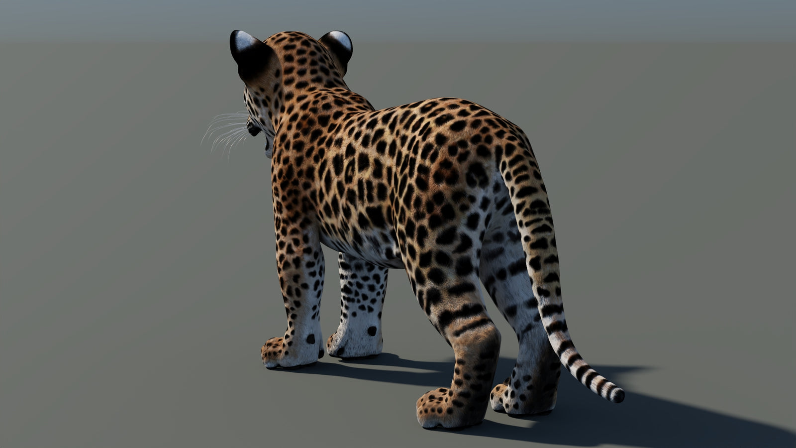 Animated Leopard Cub 3D Model 360° view 1 frame 25