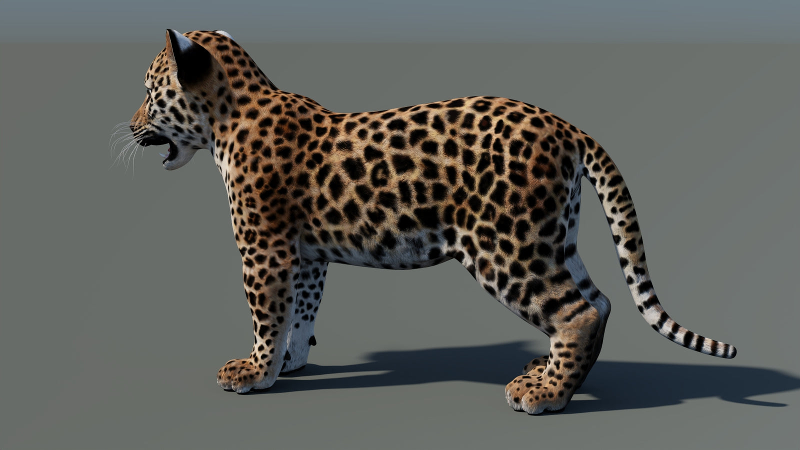 Animated Leopard Cub 3D Model 360° view 1 frame 29