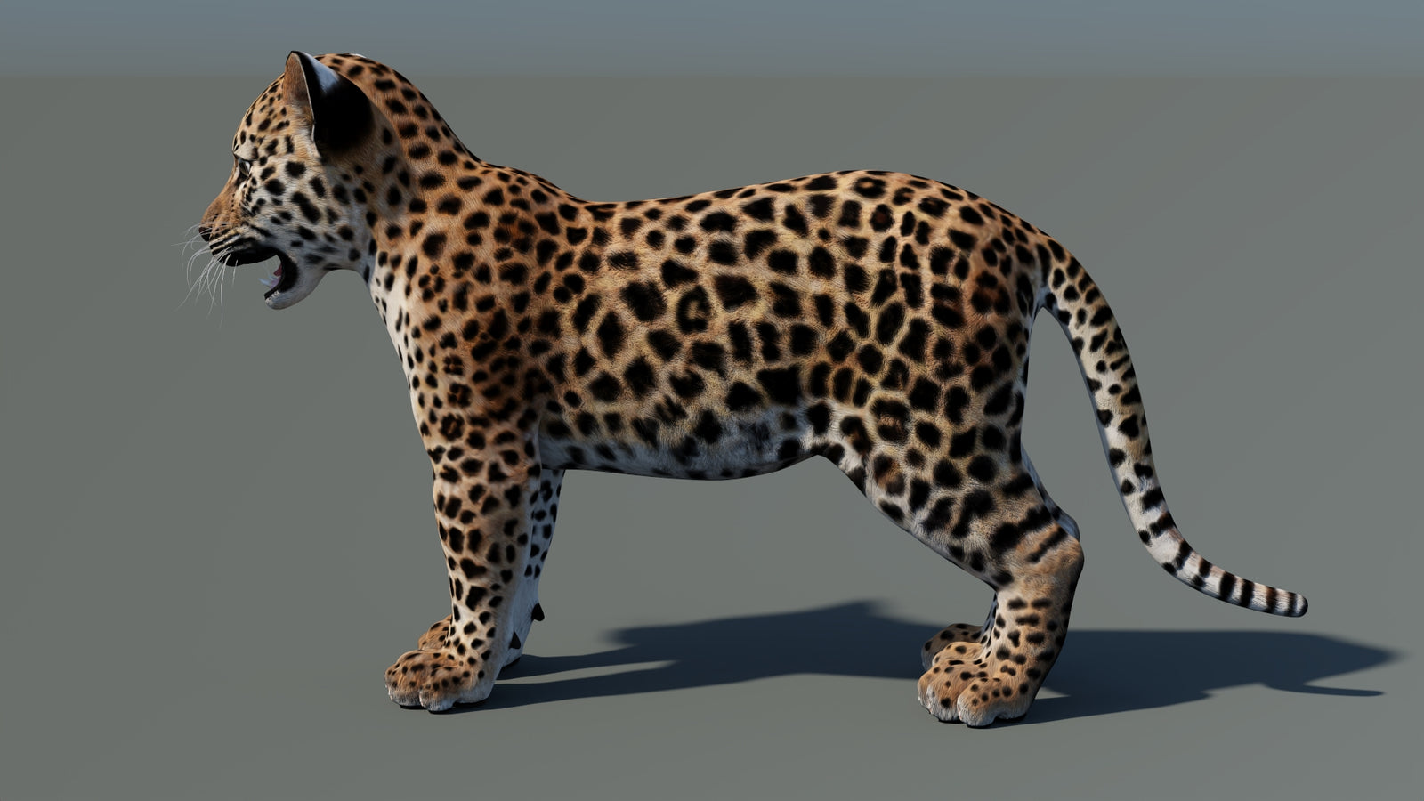 Animated Leopard Cub 3D Model 360° view 1 frame 30