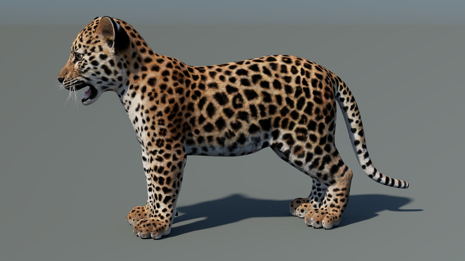 Leopard Cub 3D Model 360° view 1 frame 32