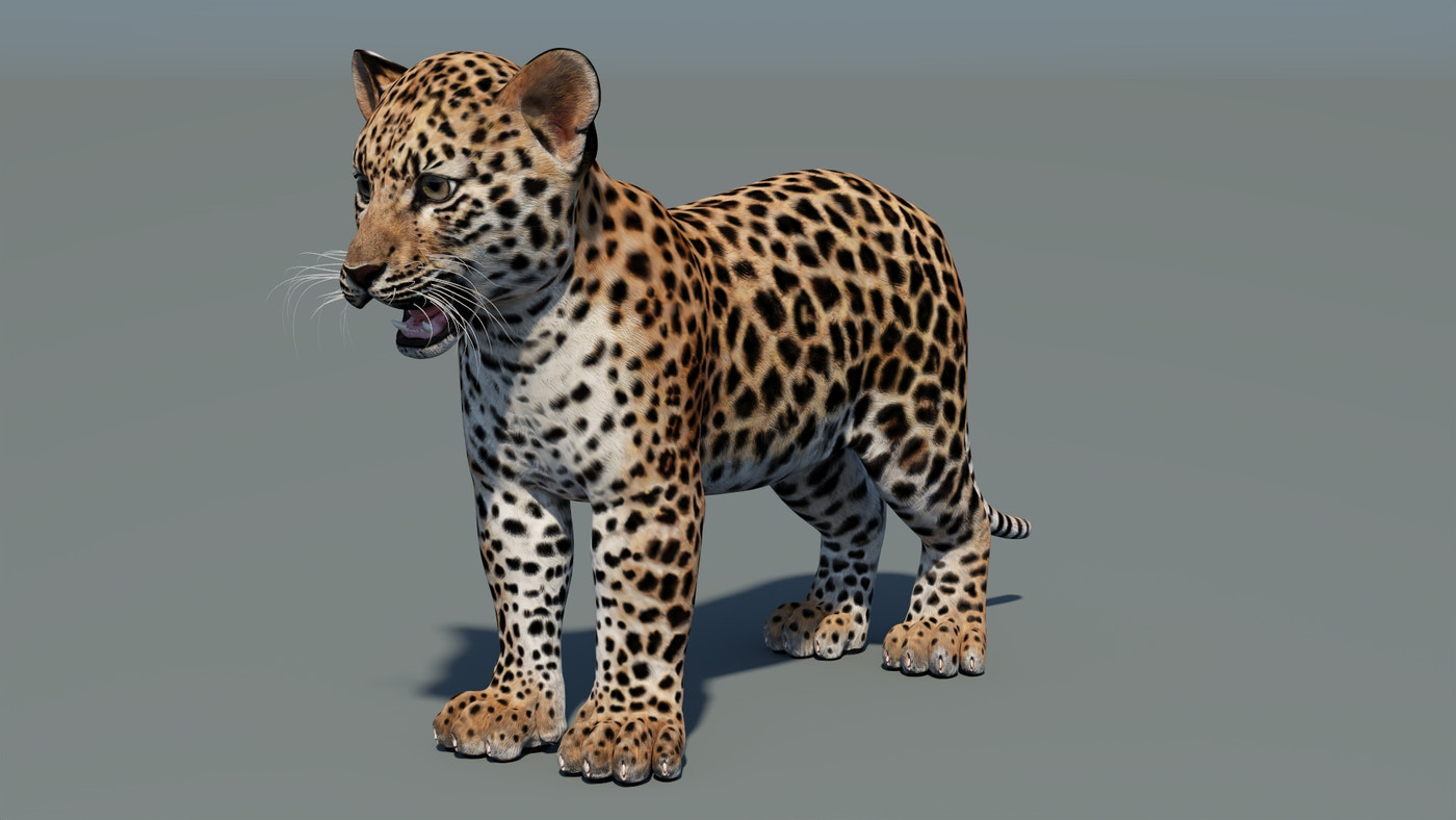 Animated Leopard Cub 3D Model - 360 Degree View