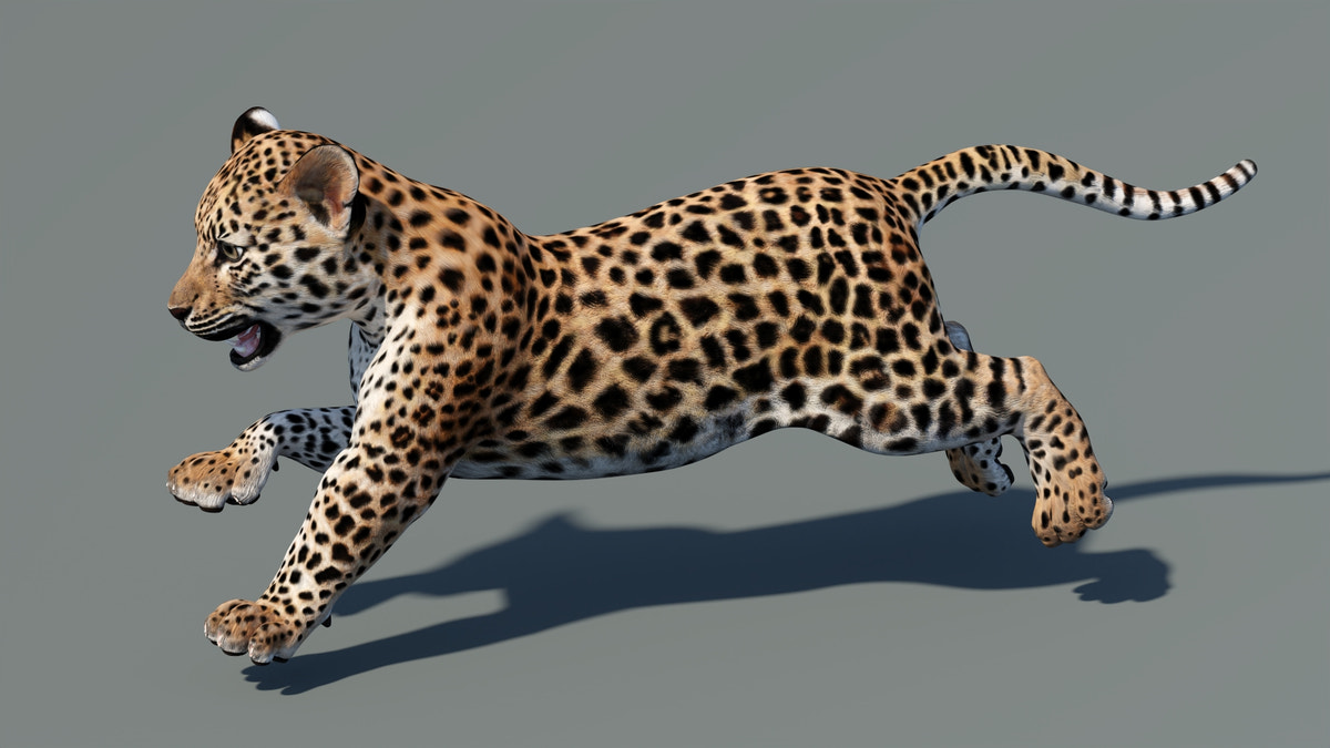 Animated Leopard Cub 3D Model - 360 Degree View