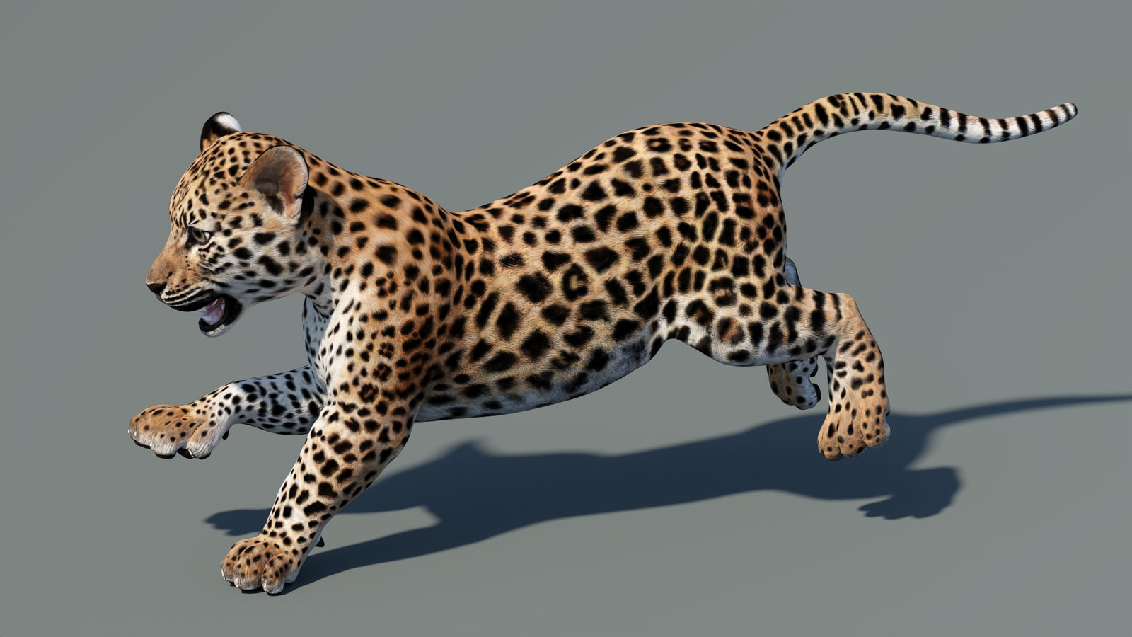 Animated Leopard Cub 3D Model 360° view 5 frame 2