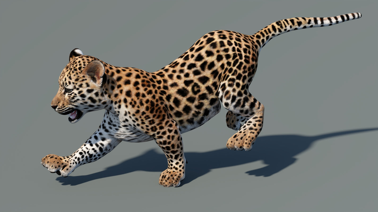 Animated Leopard Cub 3D Model 360° view 5 frame 4