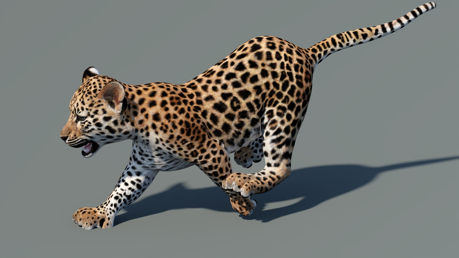 Animated Leopard Cub 3D Model 360° view 5 frame 6