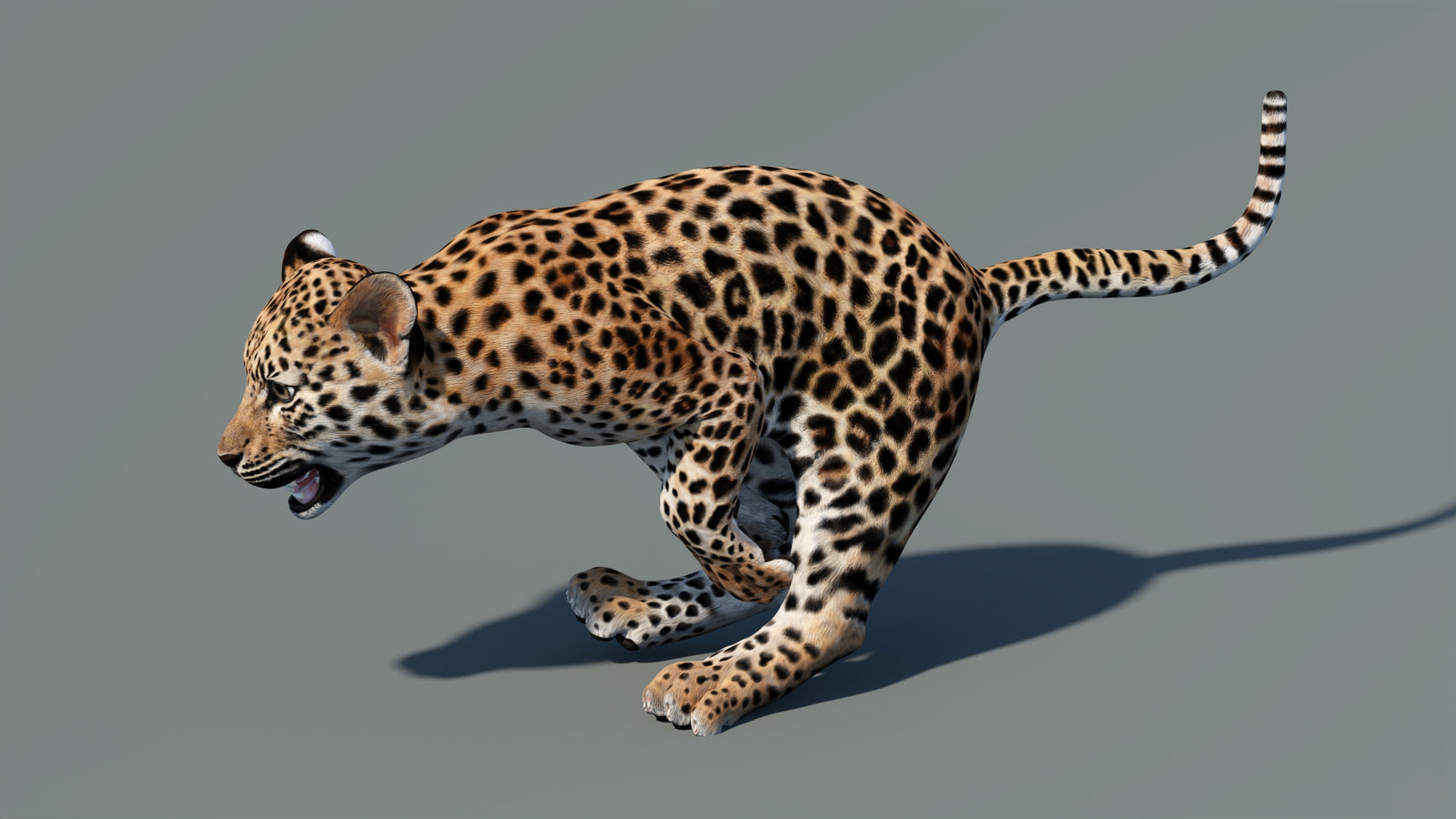 Animated Leopard Cub 3D Model 360° view 5 frame 10