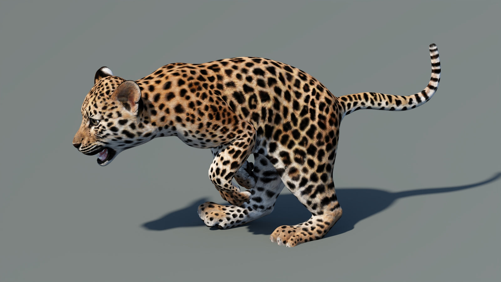Animated Leopard Cub 3D Model 360° view 5 frame 11