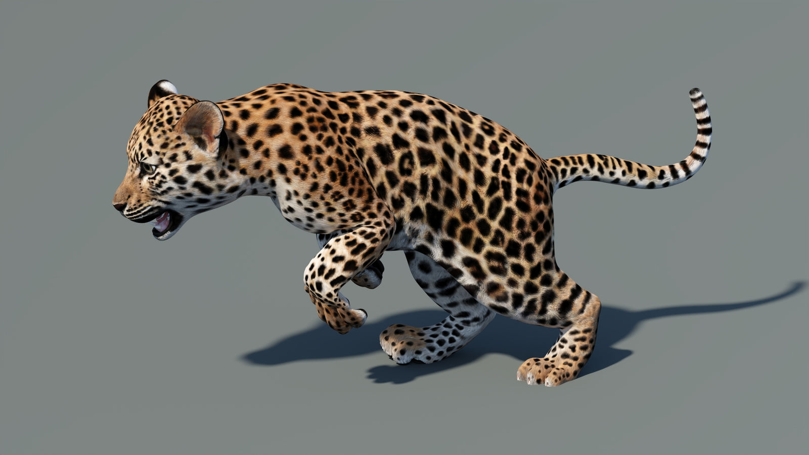 Animated Leopard Cub 3D Model 360° view 5 frame 12