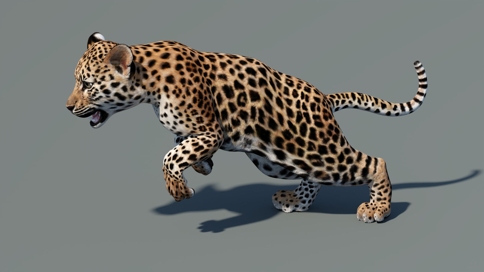 Animated Leopard Cub 3D Model 360° view 5 frame 13
