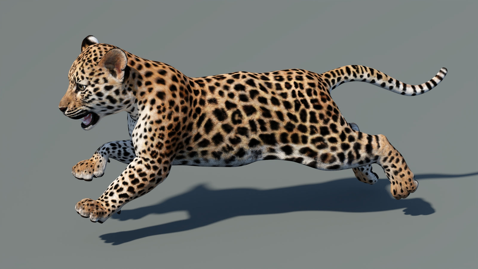 Animated Leopard Cub 3D Model 360° view 5 frame 18