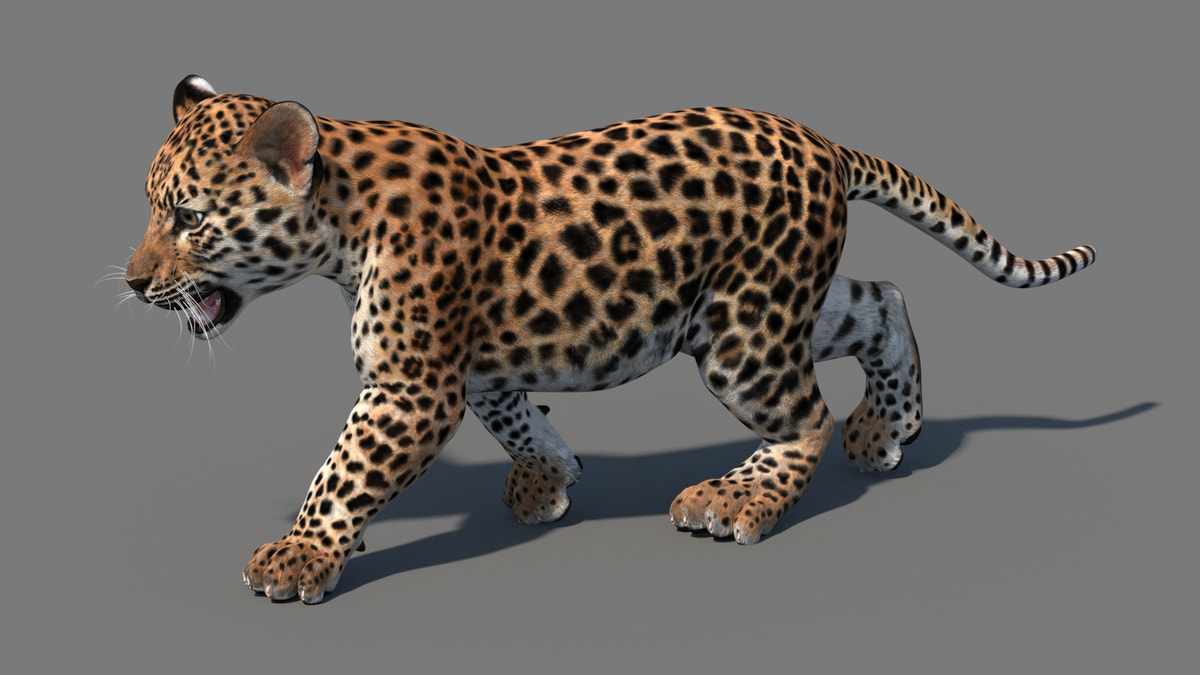 Animated Leopard Cub 3D Model - 360 Degree View