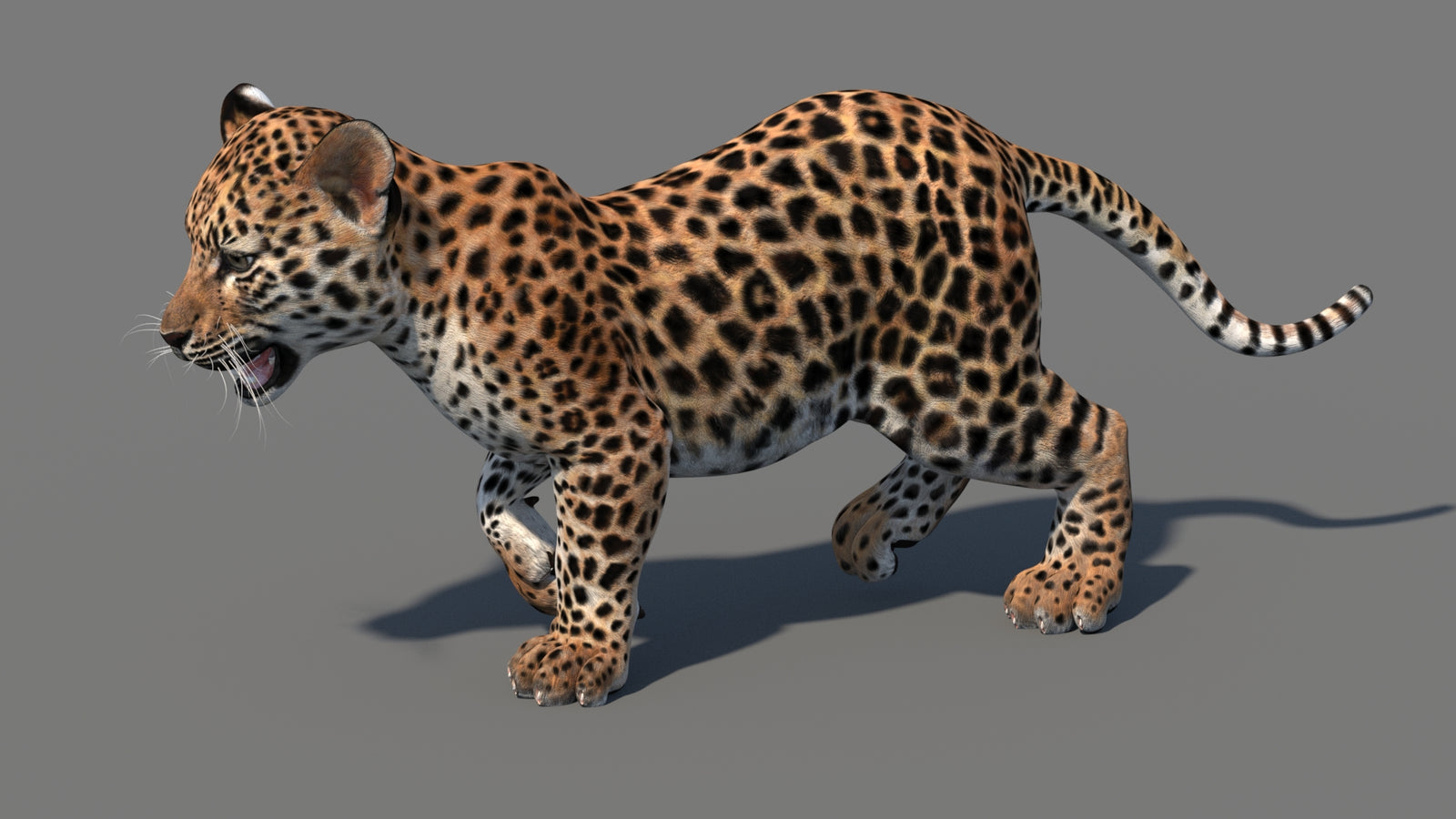 Animated Leopard Cub 3D Model 360° view 4 frame 8