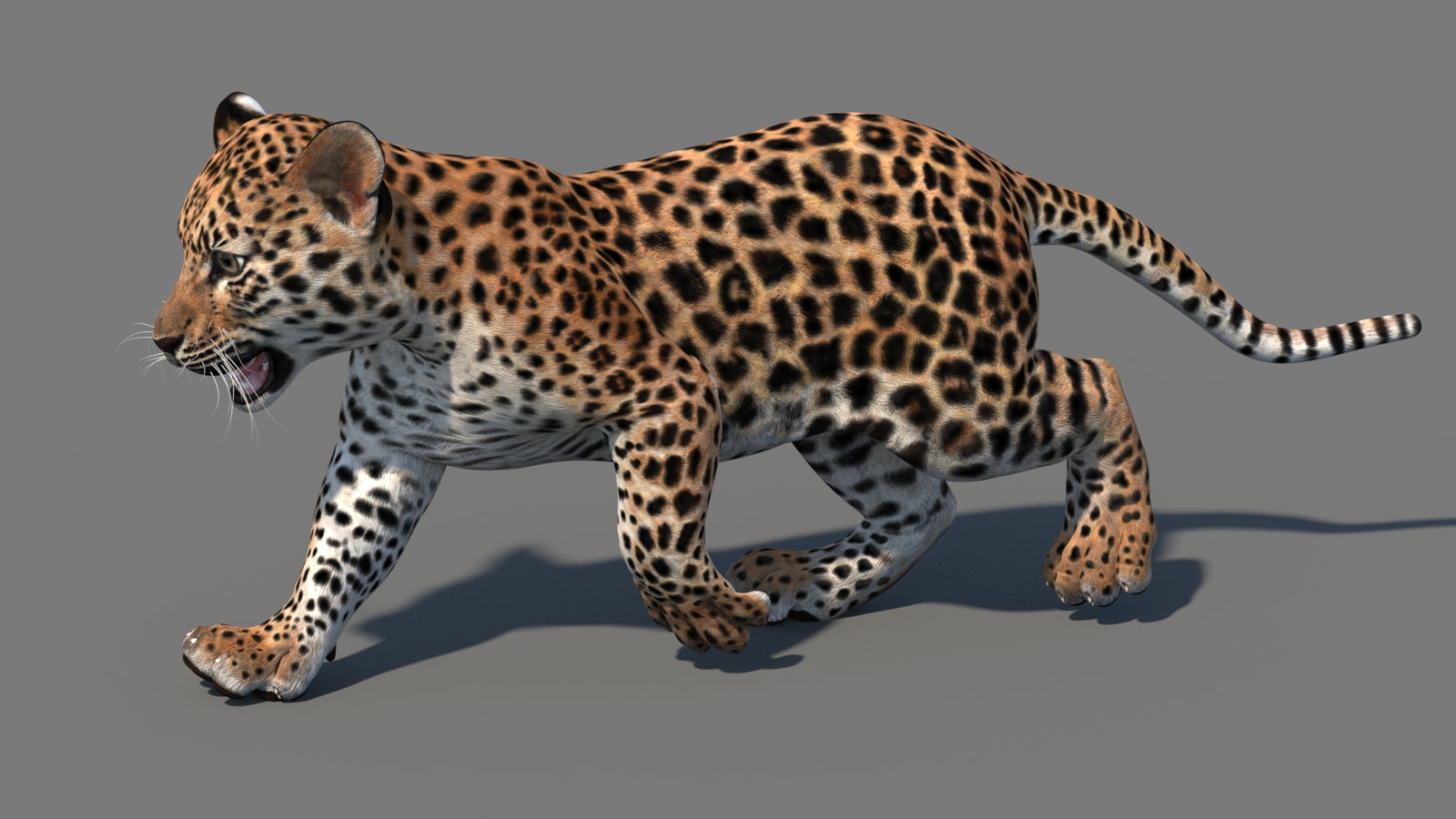 Animated Leopard Cub 3D Model 360° view 4 frame 20