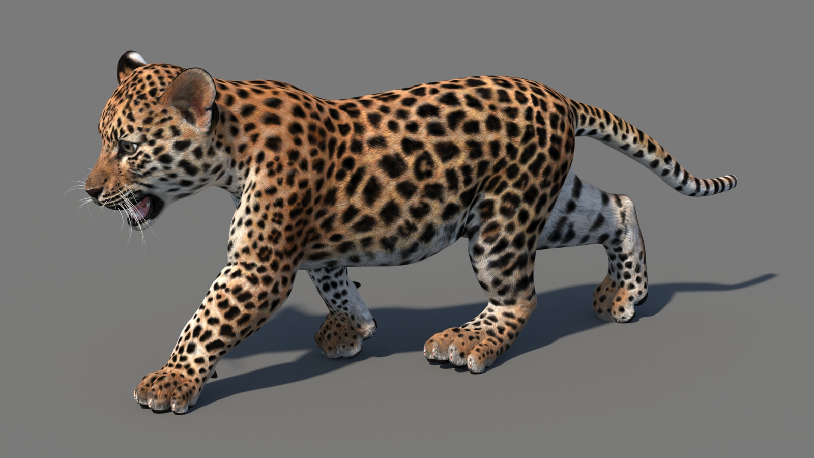 Animated Leopard Cub 3D Model 360° view 4 frame 35
