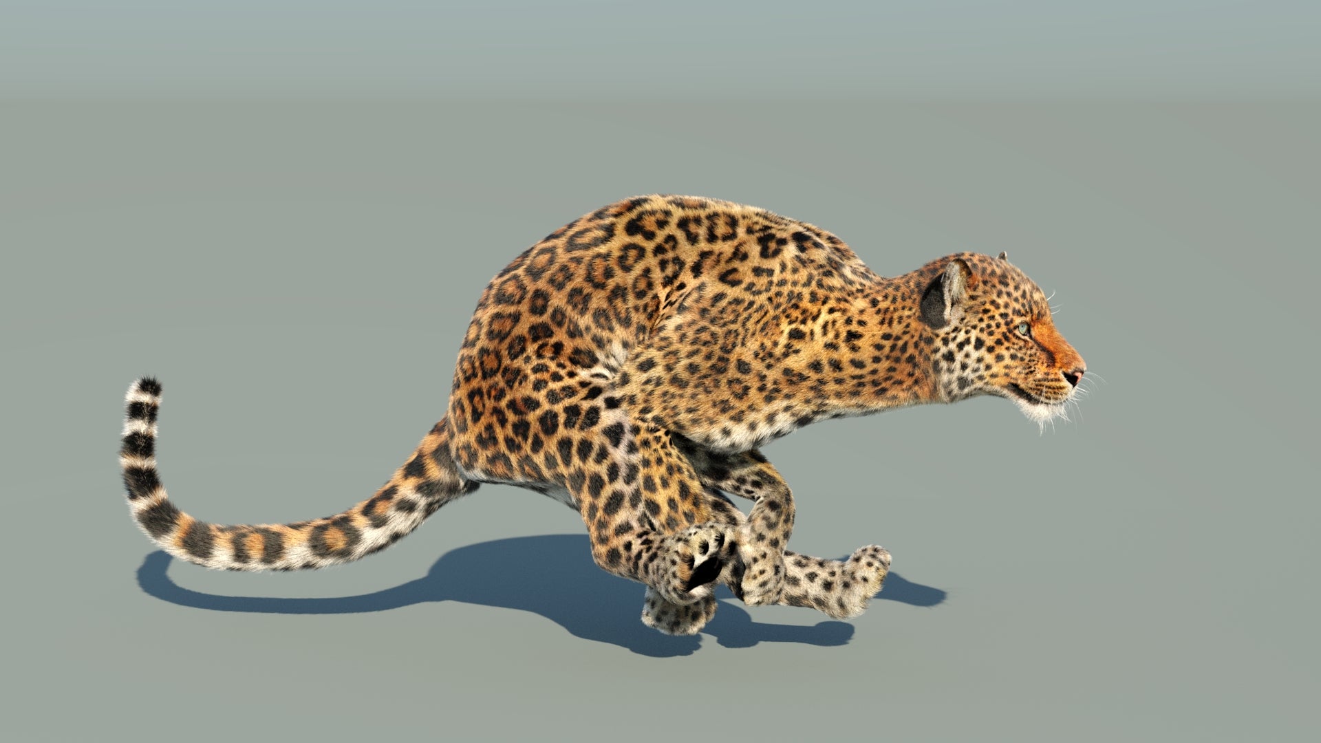 Leopard 3D Model Animated Fur - 360 Degree View