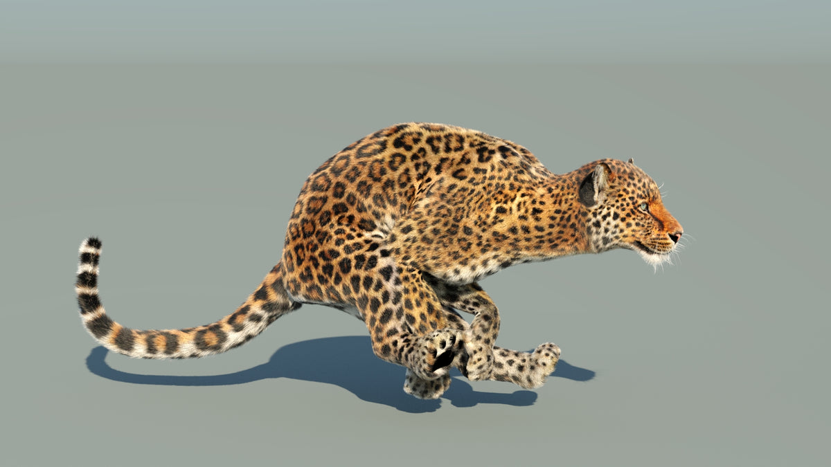 Animated Leopard 3D Model Fur with 6 Animations - 360 Degree View