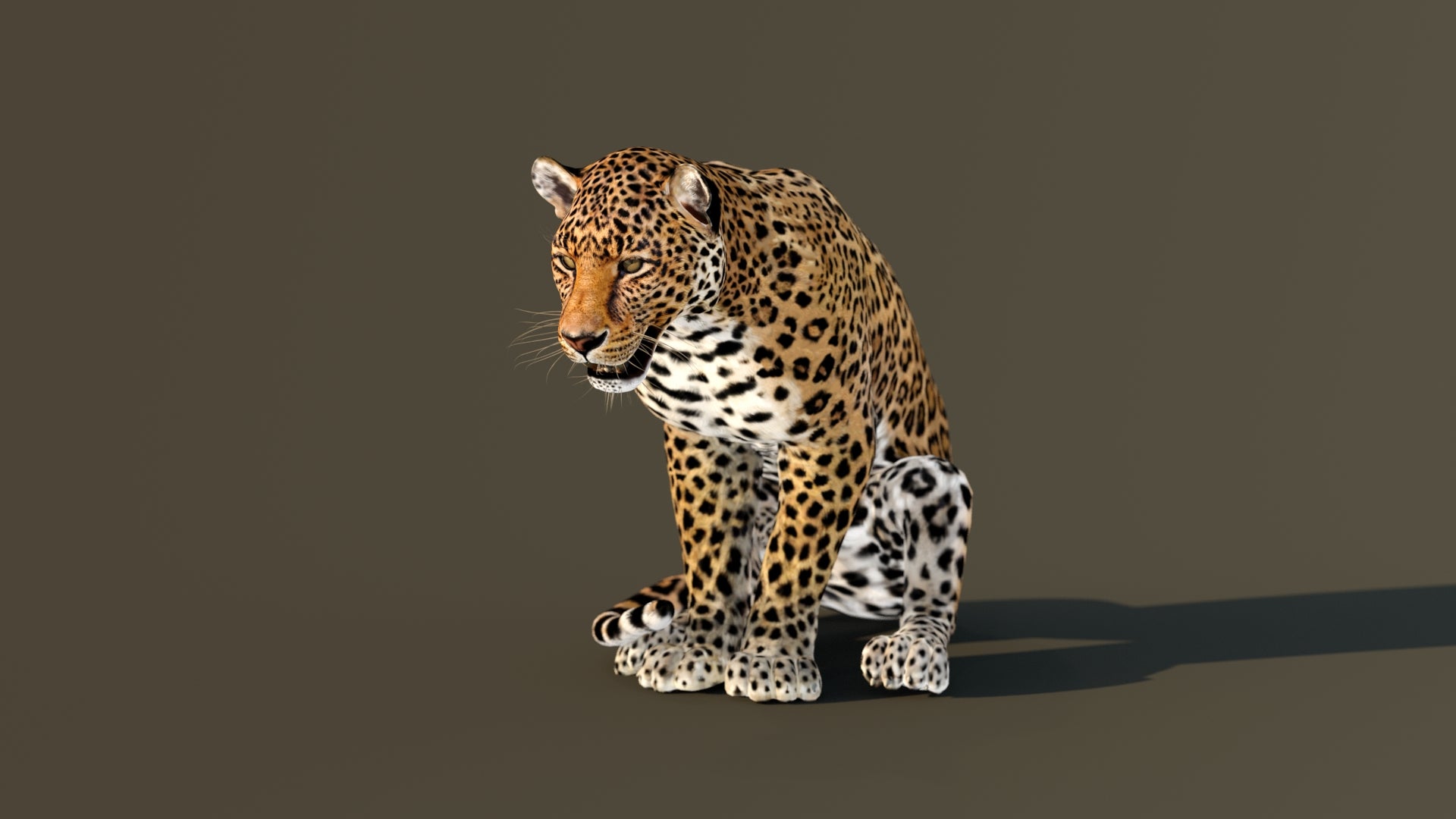 Leopard 3D Model Animated - 360 Degree View