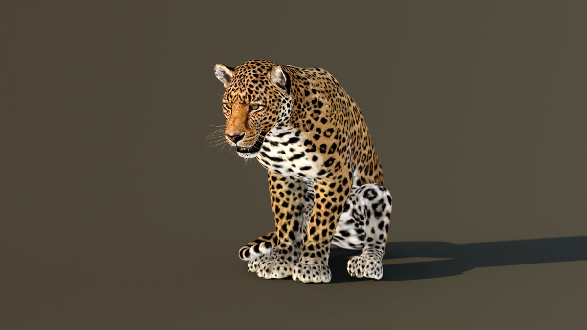 Leopard 3D Model Animated - 360 Degree View