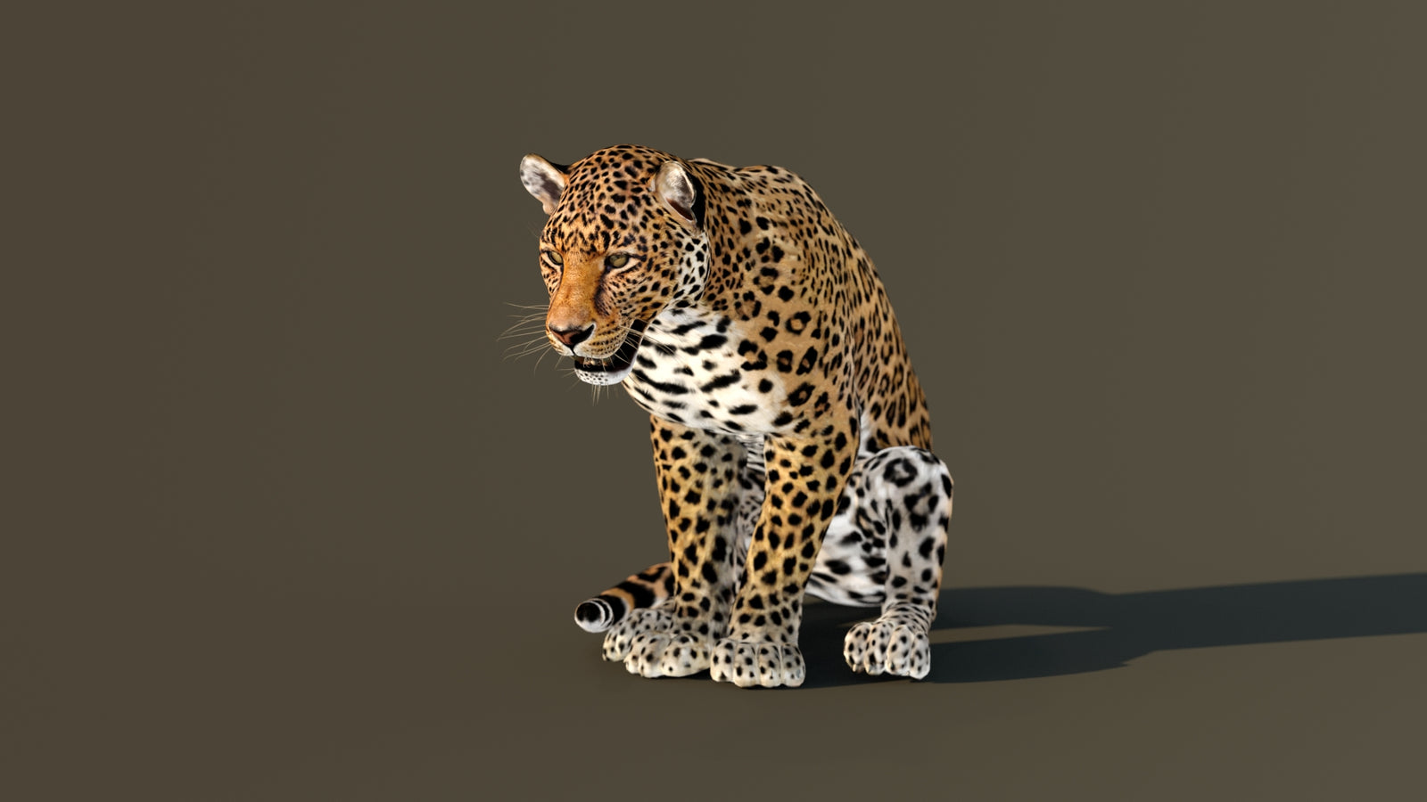 Leopard 3D Model Animated 360° view 4 frame 3