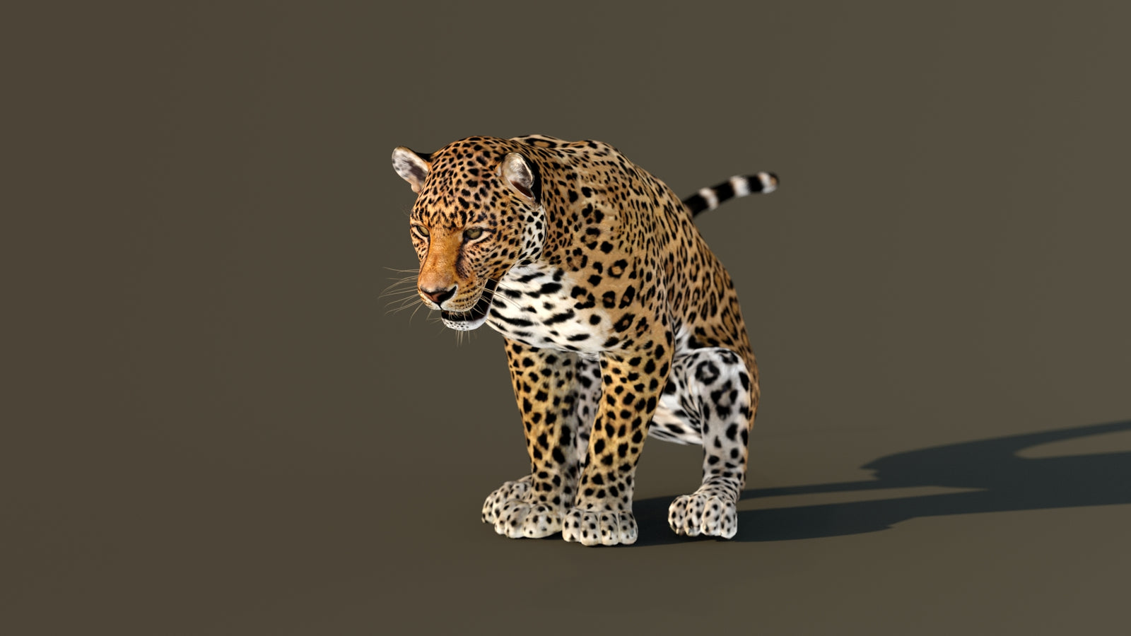 Leopard 3D Model Animated 360° view 4 frame 12