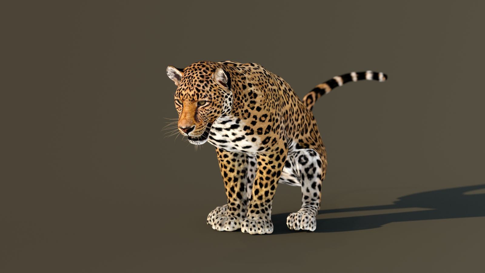 Leopard 3D Model Animated 360° view 4 frame 13