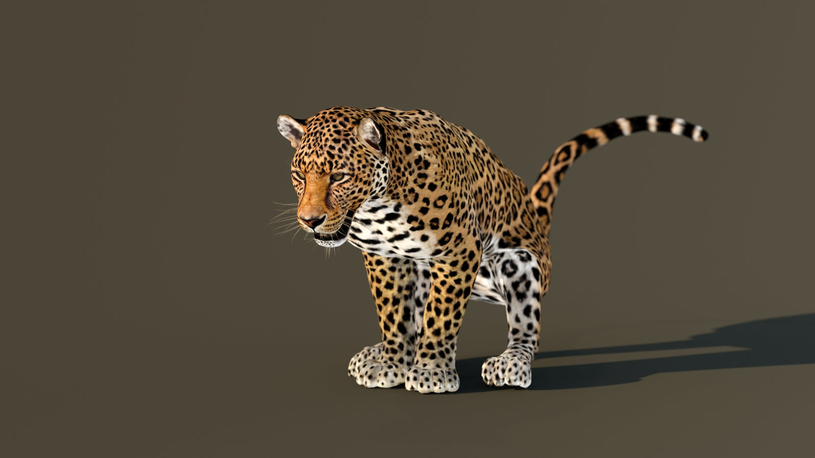Leopard 3D Model Animated 360° view 4 frame 14