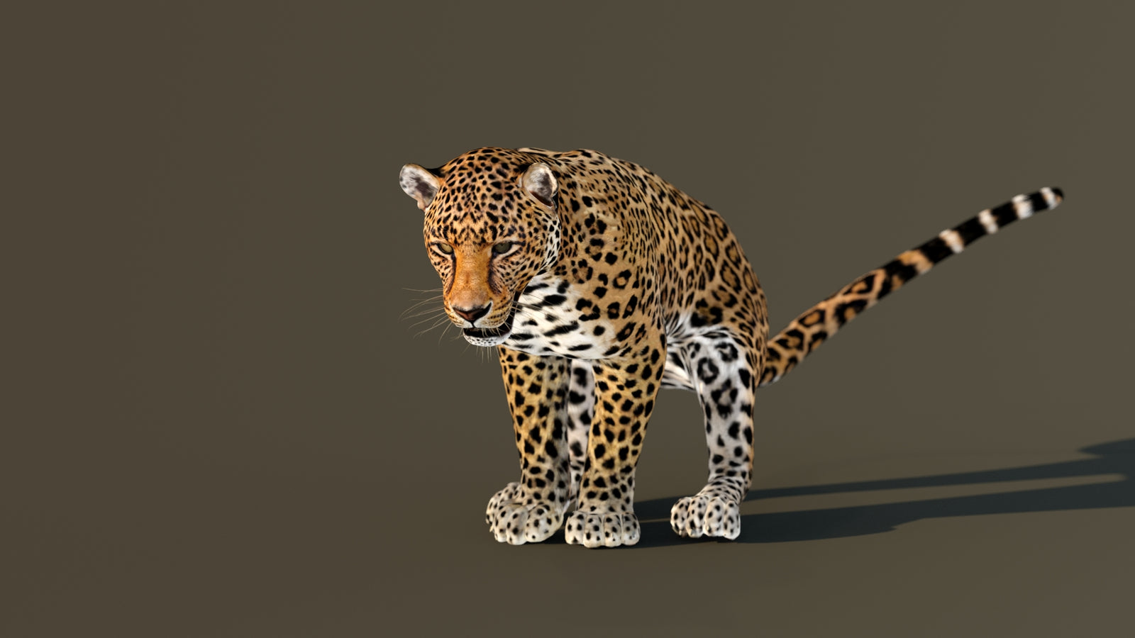 Leopard 3D Model Animated 360° view 4 frame 17