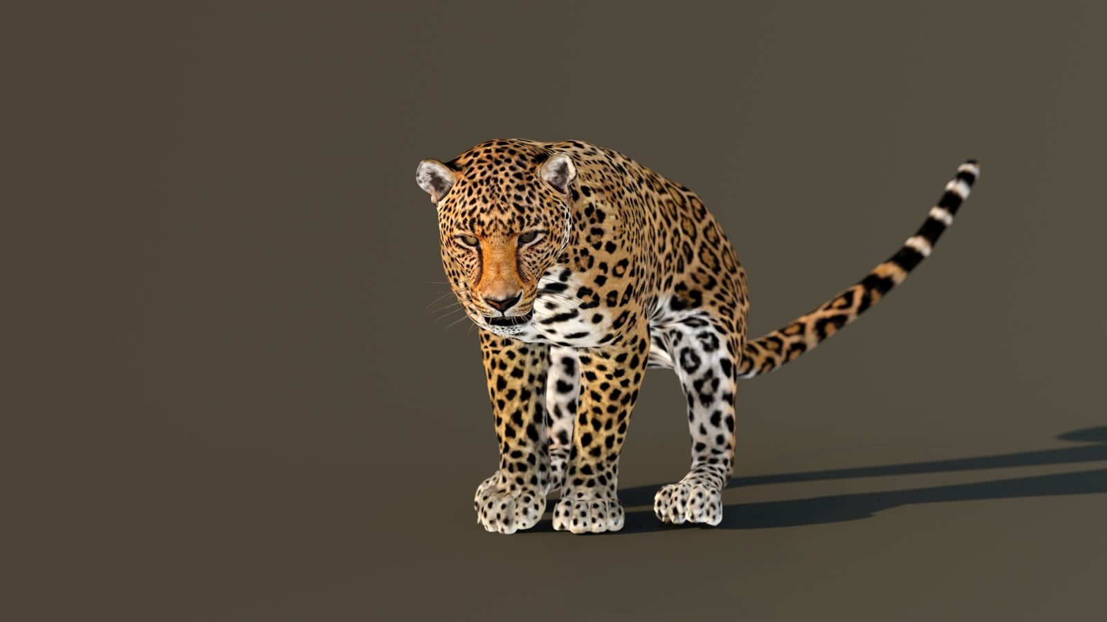Leopard 3D Model Animated 360° view 4 frame 18