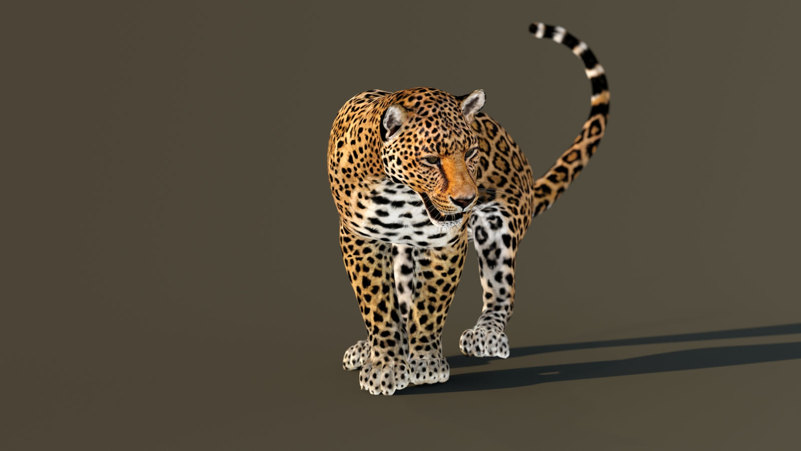 Leopard 3D Model Animated 360° view 4 frame 21