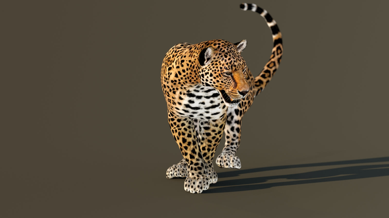 Leopard 3D Model Animated 360° view 4 frame 22