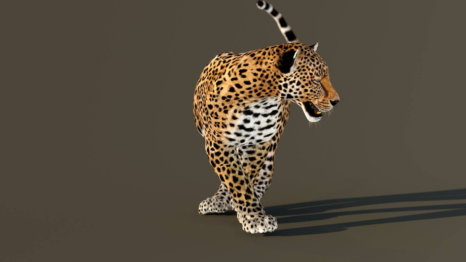 Leopard 3D Model Animated 360° view 4 frame 24