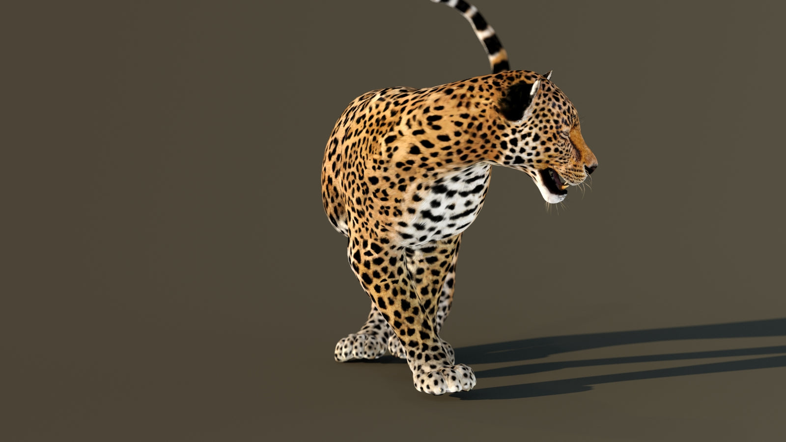 Leopard 3D Model Animated 360° view 4 frame 25