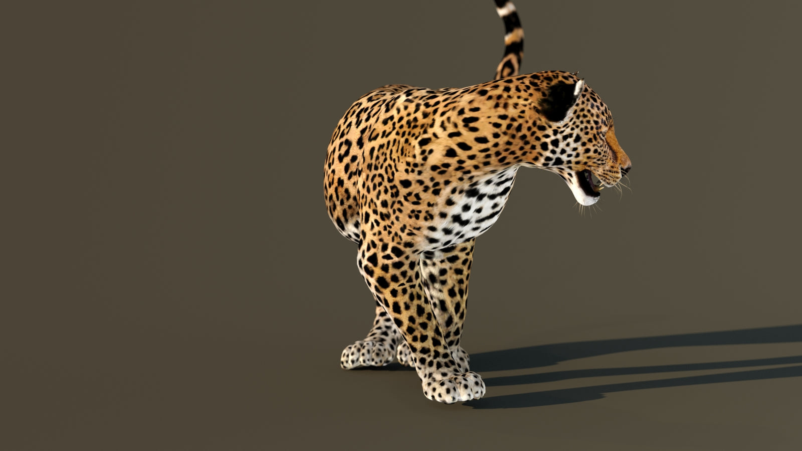 Leopard 3D Model Animated 360° view 4 frame 26