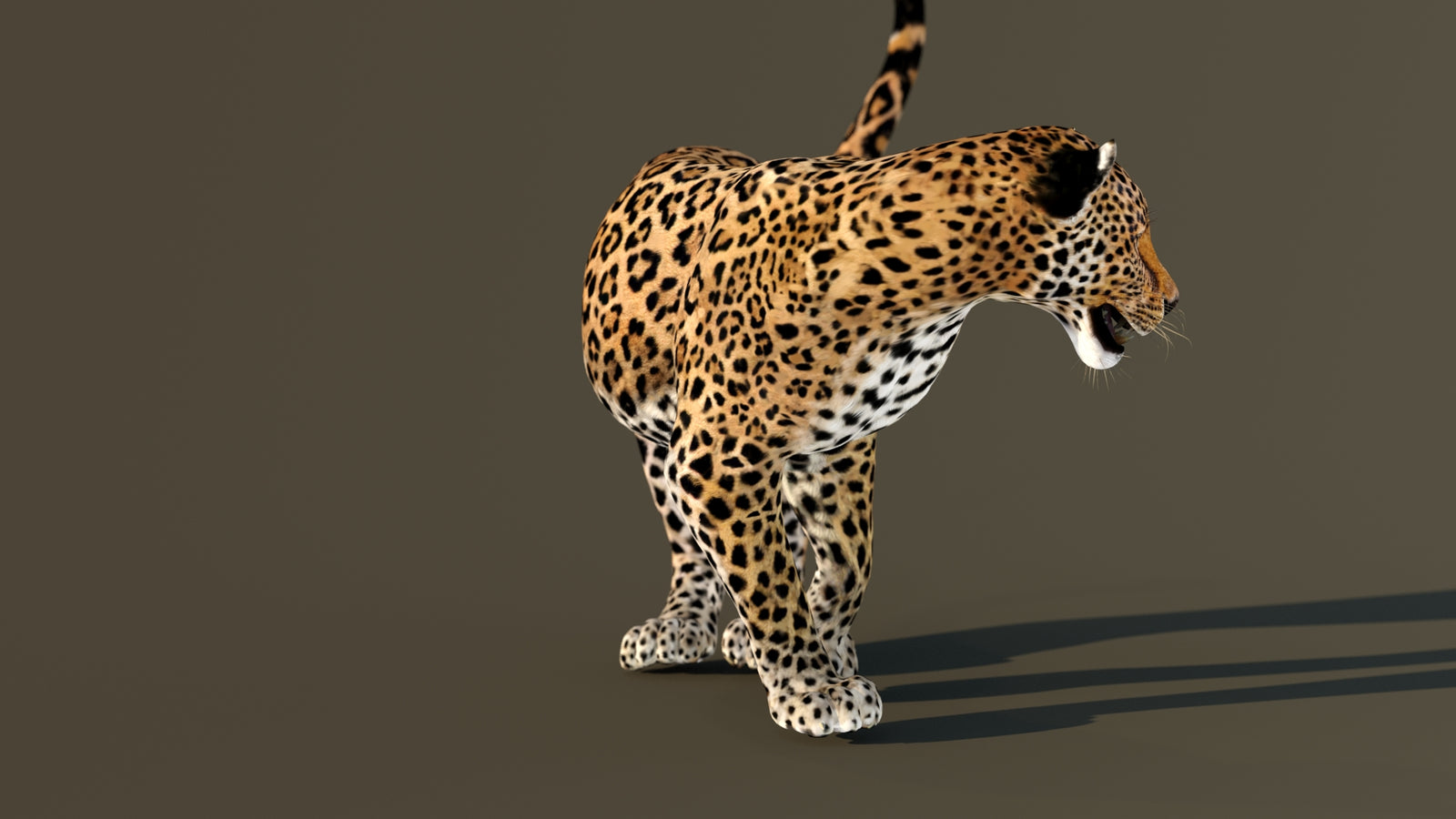 Leopard 3D Model Animated 360° view 4 frame 27