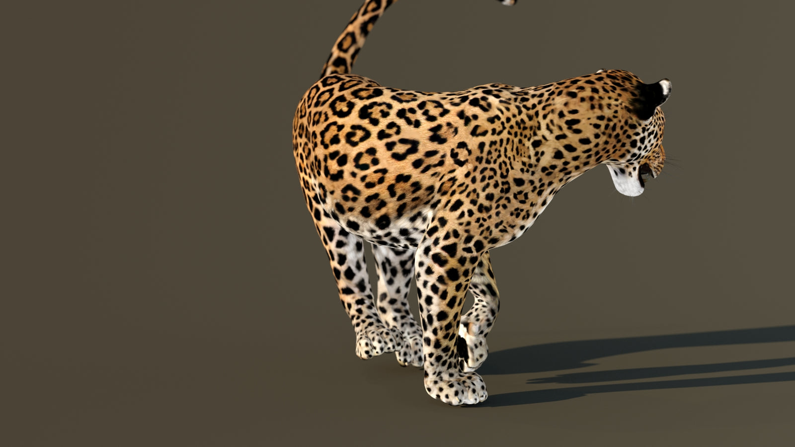 Leopard 3D Model Animated 360° view 4 frame 31